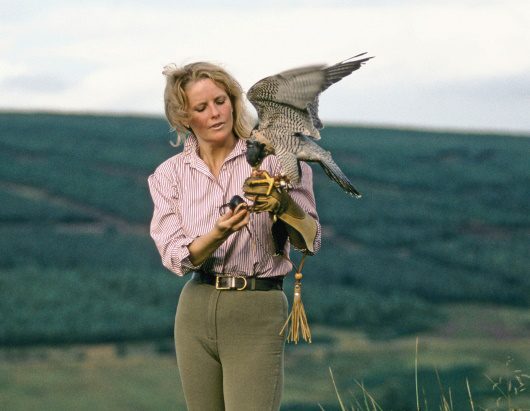 Why are Harris hawks the most popular bird of prey used in falconry in the  UK today? — the SCOTTISH countryman