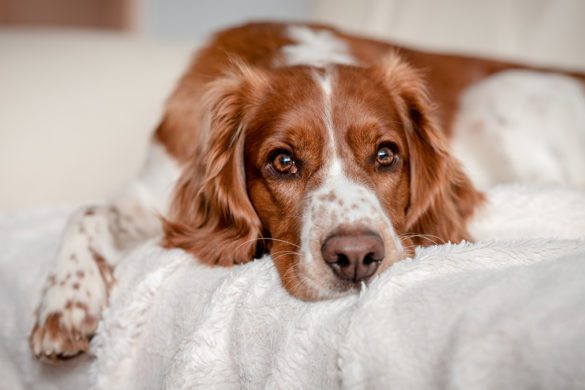 spaniel laying on a bed