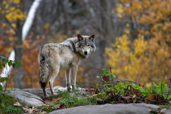 A wolf in the woods