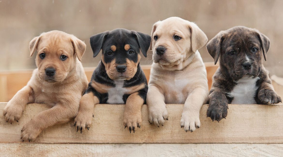 Newsletter Images 2-28-23