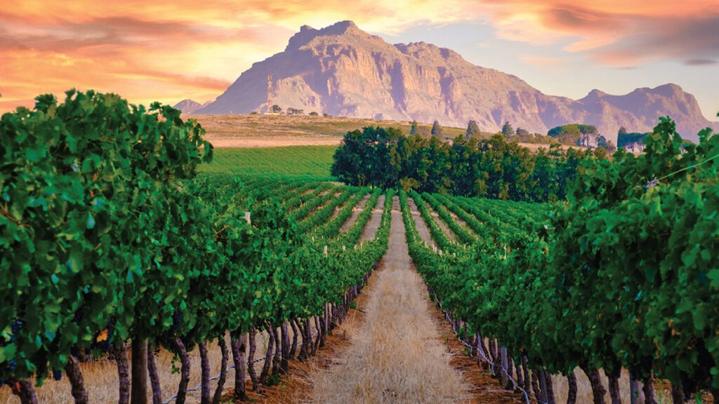 Cape Winelands, South Africa – Vines, Views & Vintage Flavors