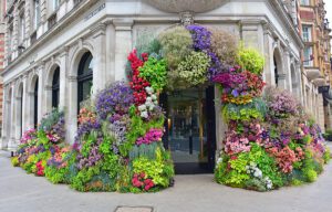 London May 22, 2018: Chelsea merchants decorate their stores in celebration of the 2018 Royal Hospital Chelsea - RHS Flower Show