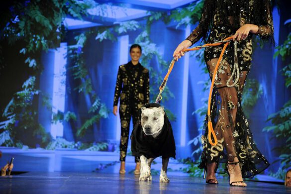 ELYSIAN Impact 4th Annual Catwalk Furbaby