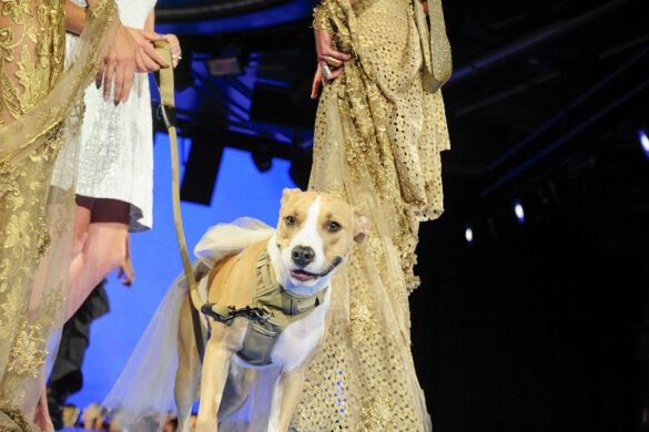ELYSIAN Impact 4th Annual Catwalk Furbaby